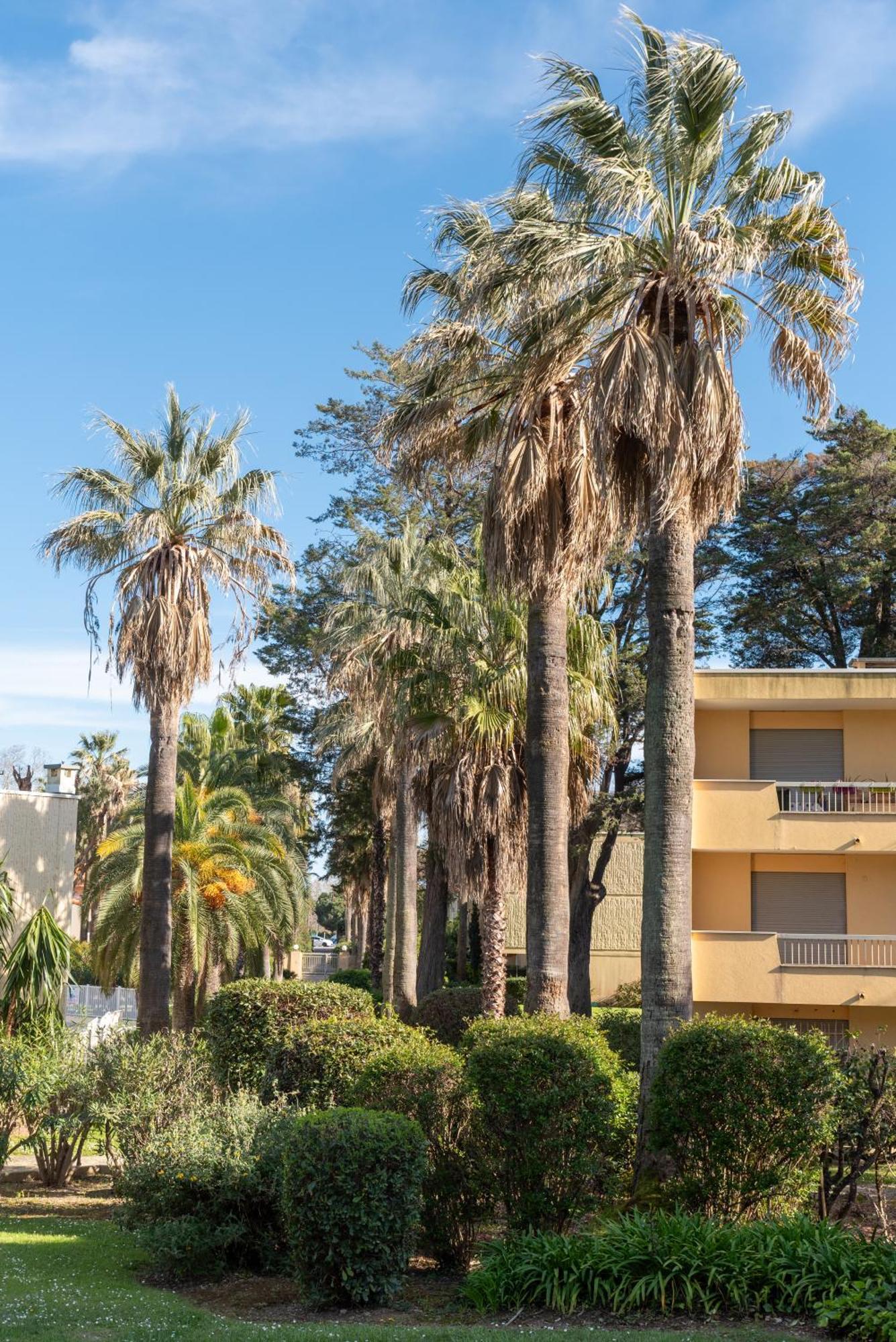Les 15 Pins & La Mer -Your Green Getaway Near Sea & Beach Αντίμπ Εξωτερικό φωτογραφία